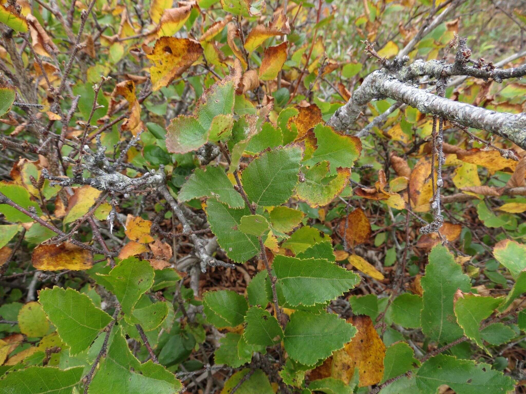 Image of Betula dauurica