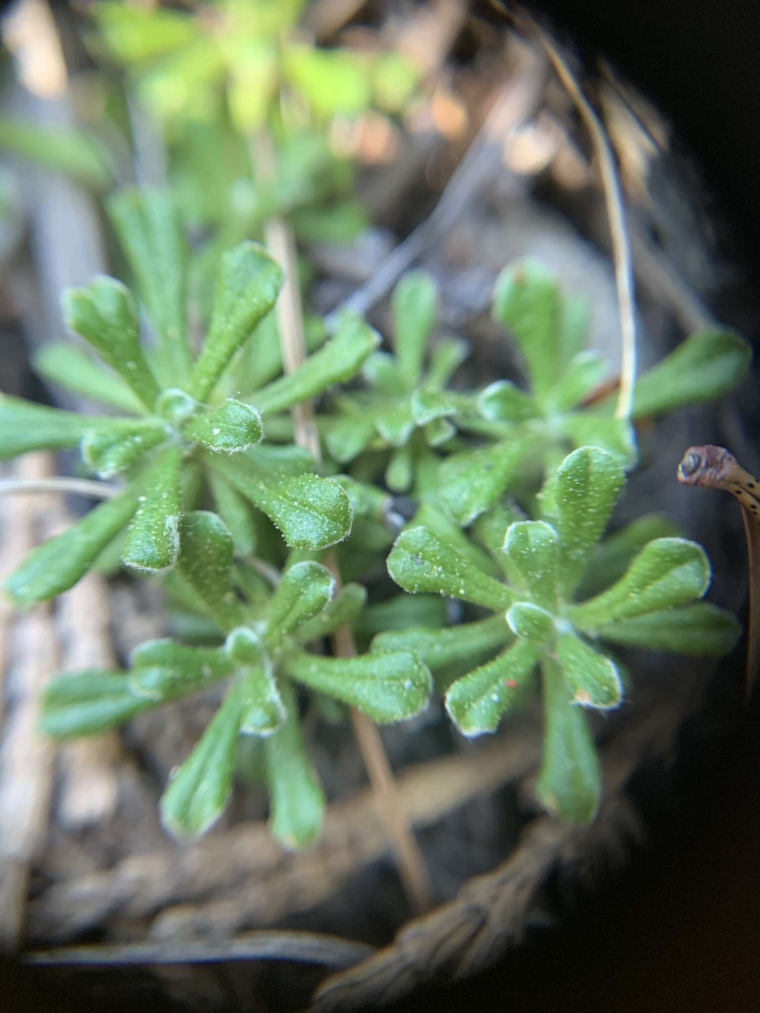 Imagem de Antennaria suffrutescens Greene