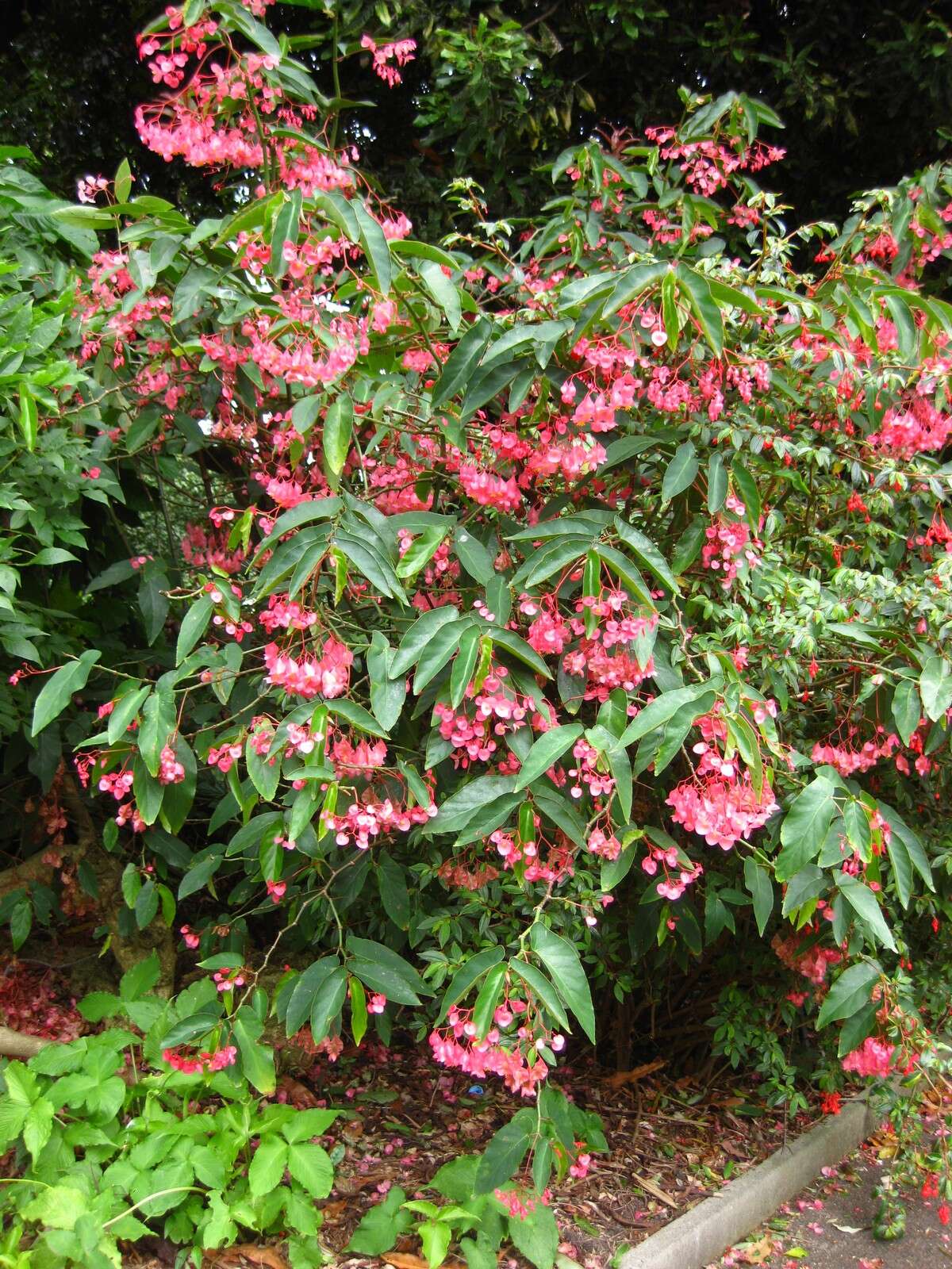 Image of scarlet begonia