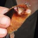 Image of Mexican Greater Funnel-eared Bat