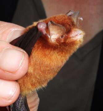 Image of Mexican Greater Funnel-eared Bat