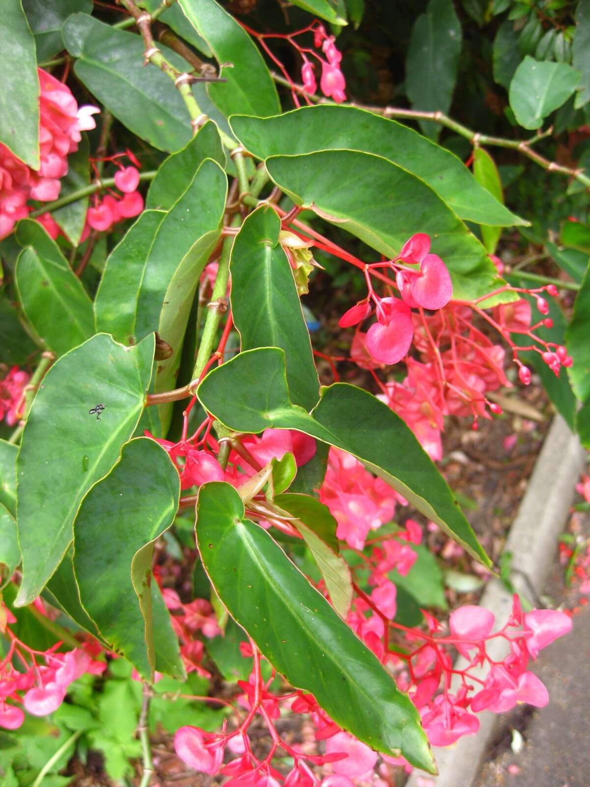 Image of scarlet begonia