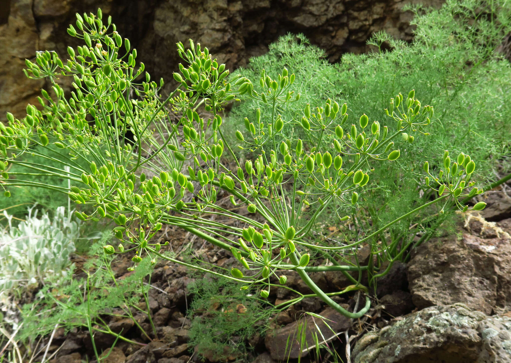 Image of Hells Canyon desert parsley