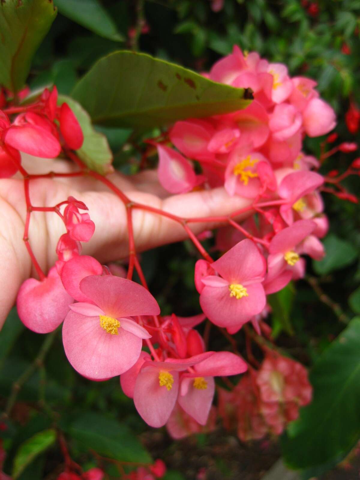 Image of scarlet begonia