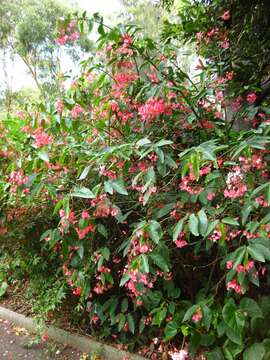 Image of scarlet begonia