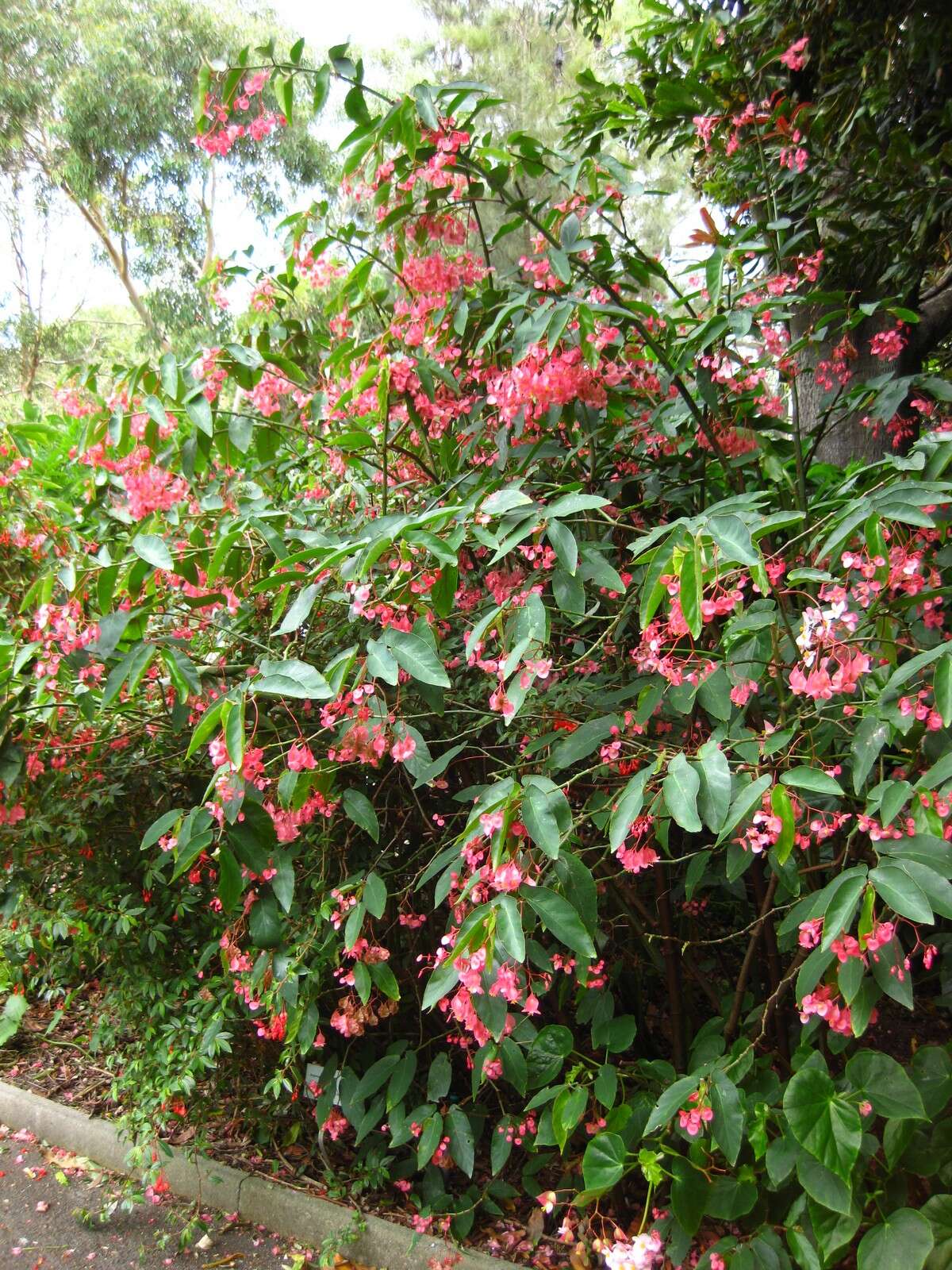 Image of scarlet begonia