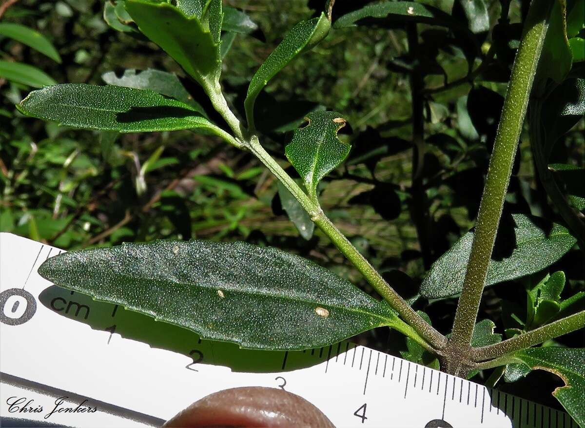 Image of Lilac Mint-bush