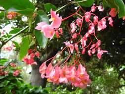 Image of scarlet begonia