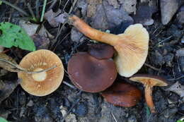 Image of Lactarius serifluus (DC.) Fr. 1838