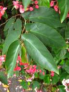 Image of scarlet begonia