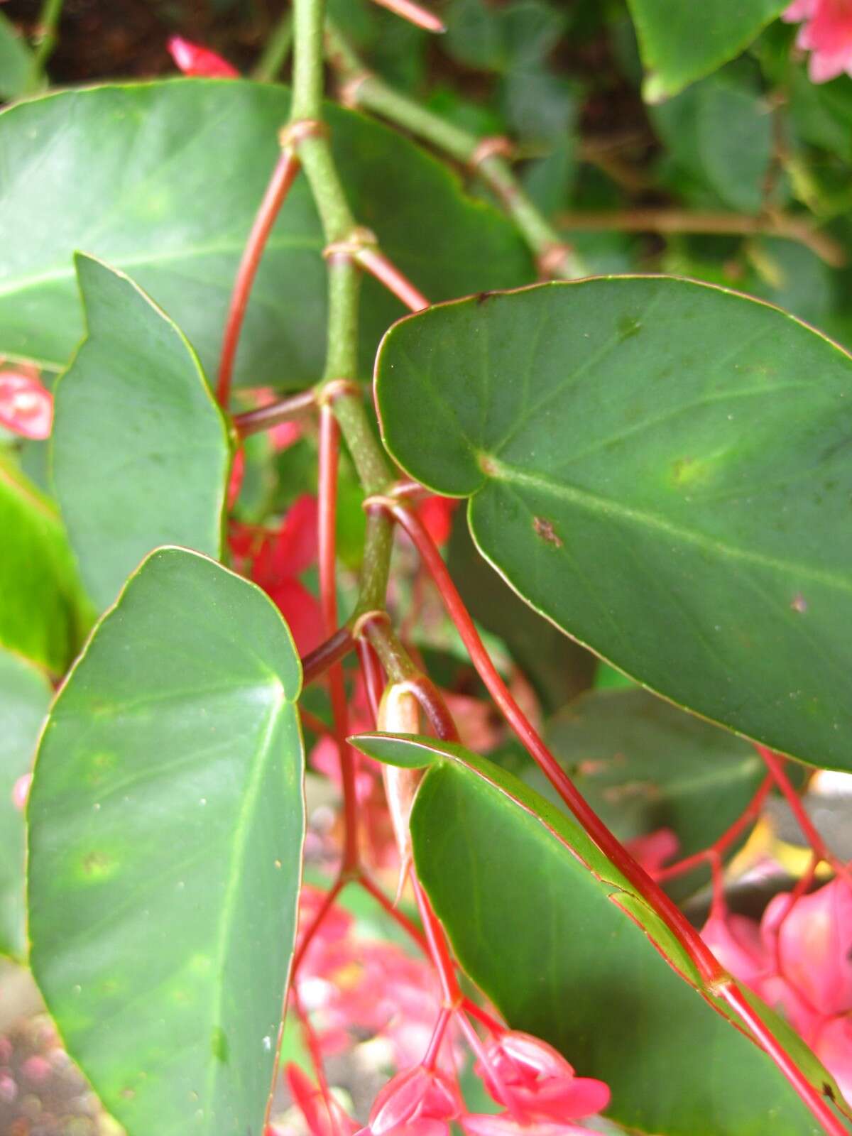 Image of scarlet begonia