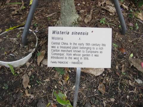 Image of Chinese wisteria