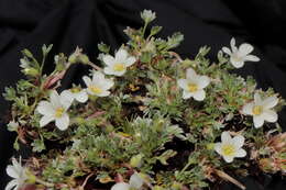 Imagem de Geranium ruizii Hieron.