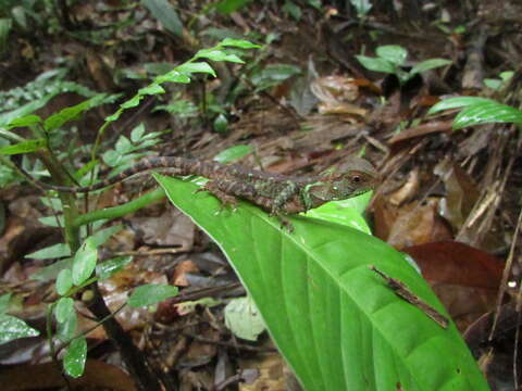 Image of Broad-headed woodlizard