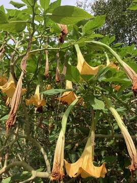 Image of Brugmansia aurea Lagerh.