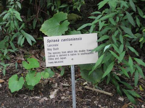 Image of Reeves' meadowsweet