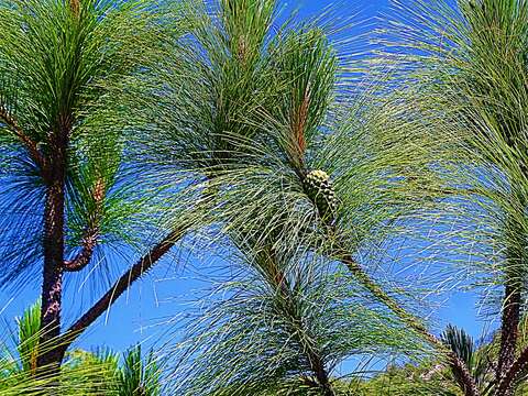 Imagem de Pinus engelmannii Carrière