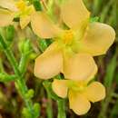 Image of Hairy St. John's-Wort