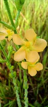 صورة Hypericum setosum L.