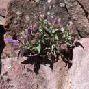 Penstemon harbourii A. Gray resmi