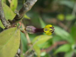 Image of Ceropegia candelabrum subsp. candelabrum