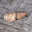 Image of Poplar Bud Borer Moth