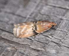 Image of Poplar Bud Borer Moth