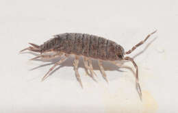 Image of Isopod