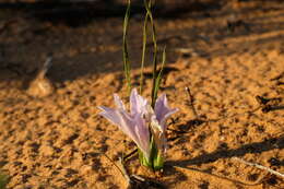 Image of Babiana grandiflora Goldblatt & J. C. Manning