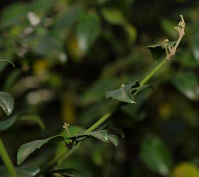 Image of Lemon-thorn