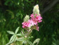 Image of Oregon checkerbloom