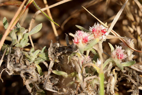 Image of Helichrysum candolleanum Buek