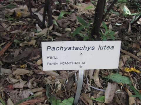 Image of pachystachys