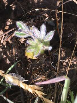 Imagem de Lupinus malacophyllus Greene