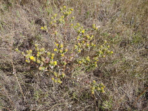 Image of subalpine gumweed