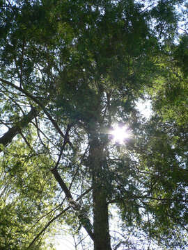 Image of eastern hemlock