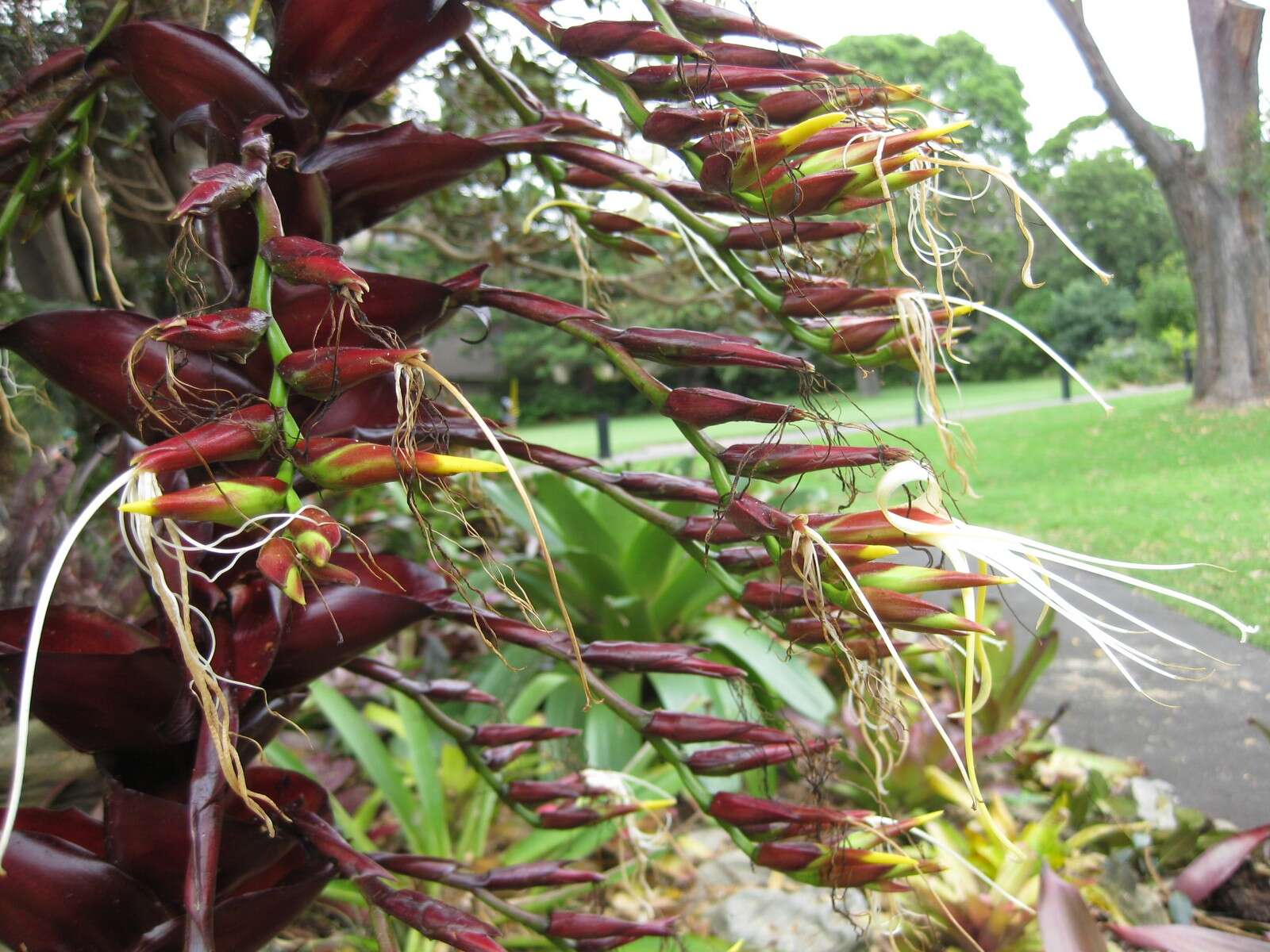 Image of Alcantarea imperialis (Carrière) Harms