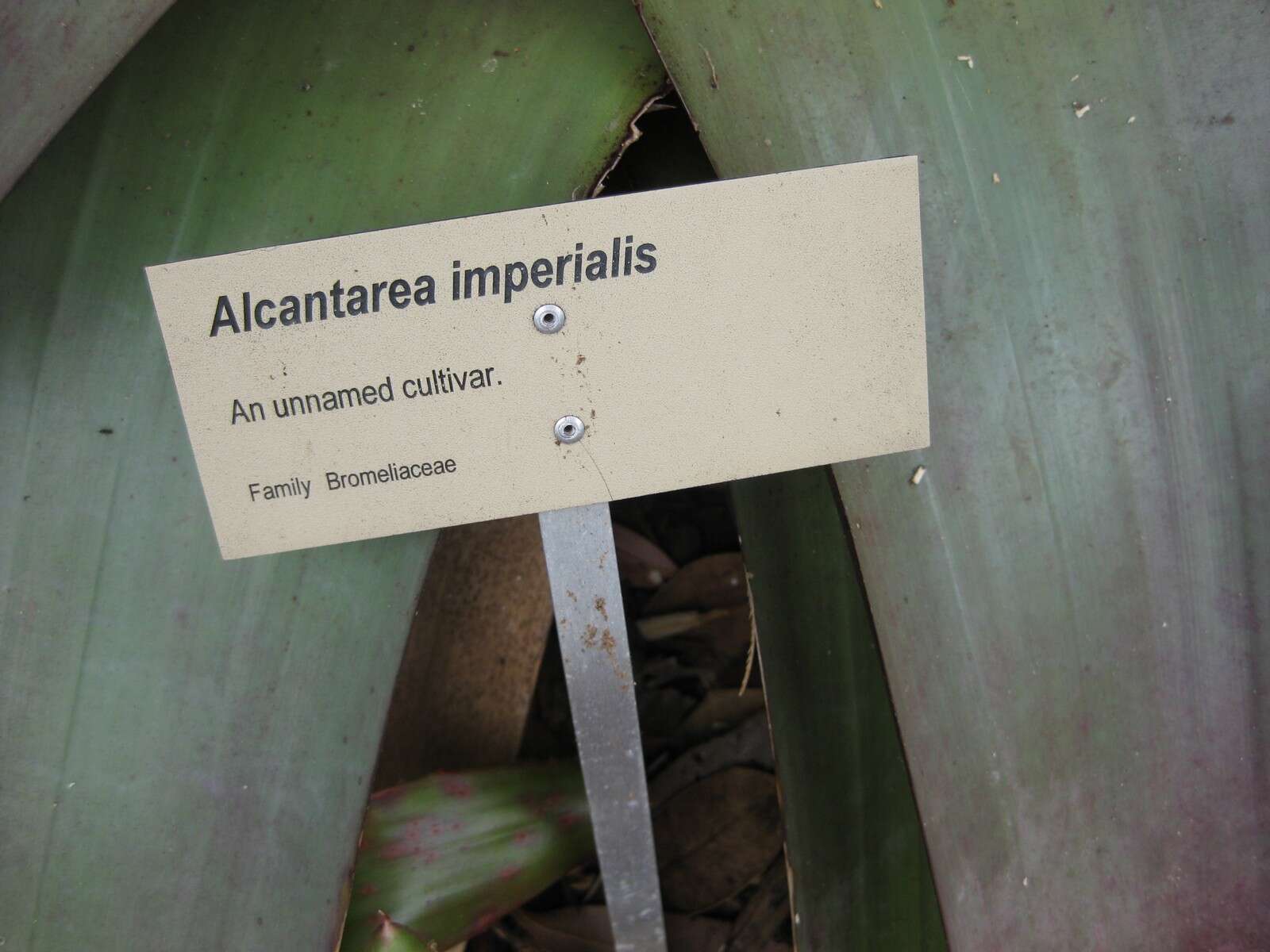 Image of Alcantarea imperialis (Carrière) Harms