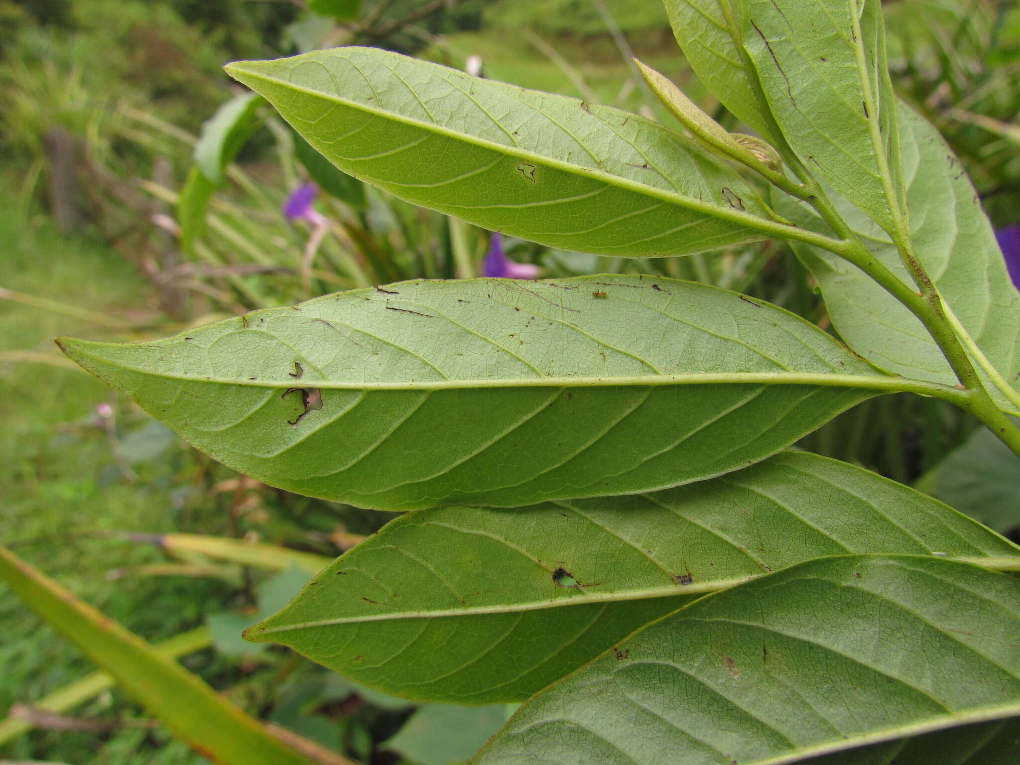 Annona rugulosa (Schltdl.) H. Rainer resmi