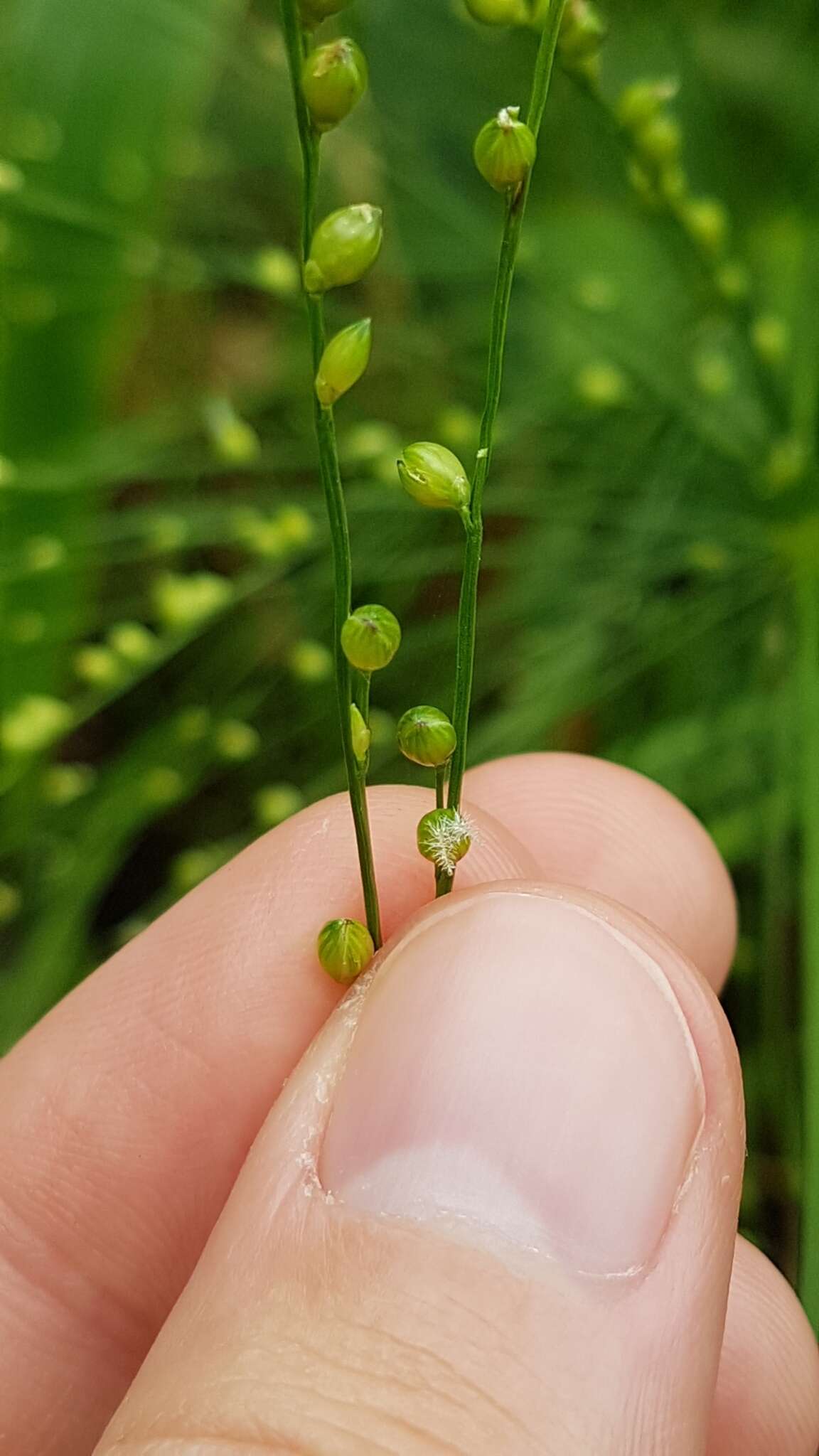 Plancia ëd Panicum mertensii Roth