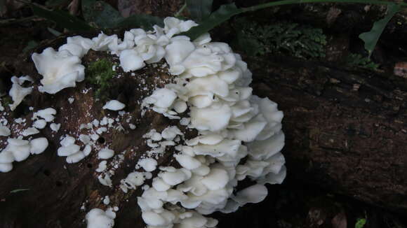 Image of Royoporus spatulatus (Jungh.) A. B. De 1996