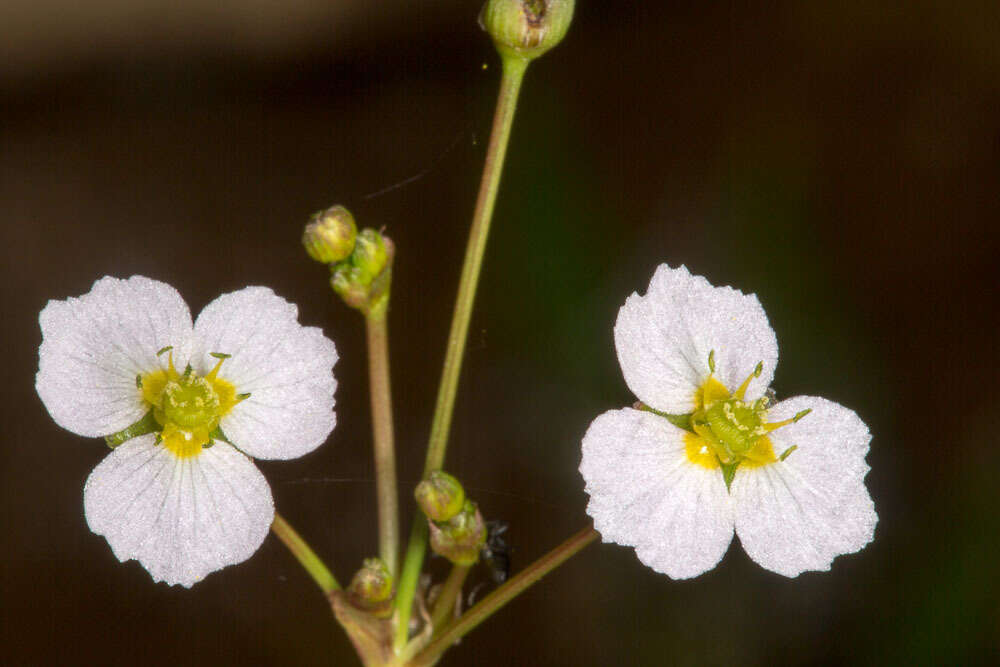 Image of Common Water-plantain