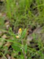 Image of hoary frostweed