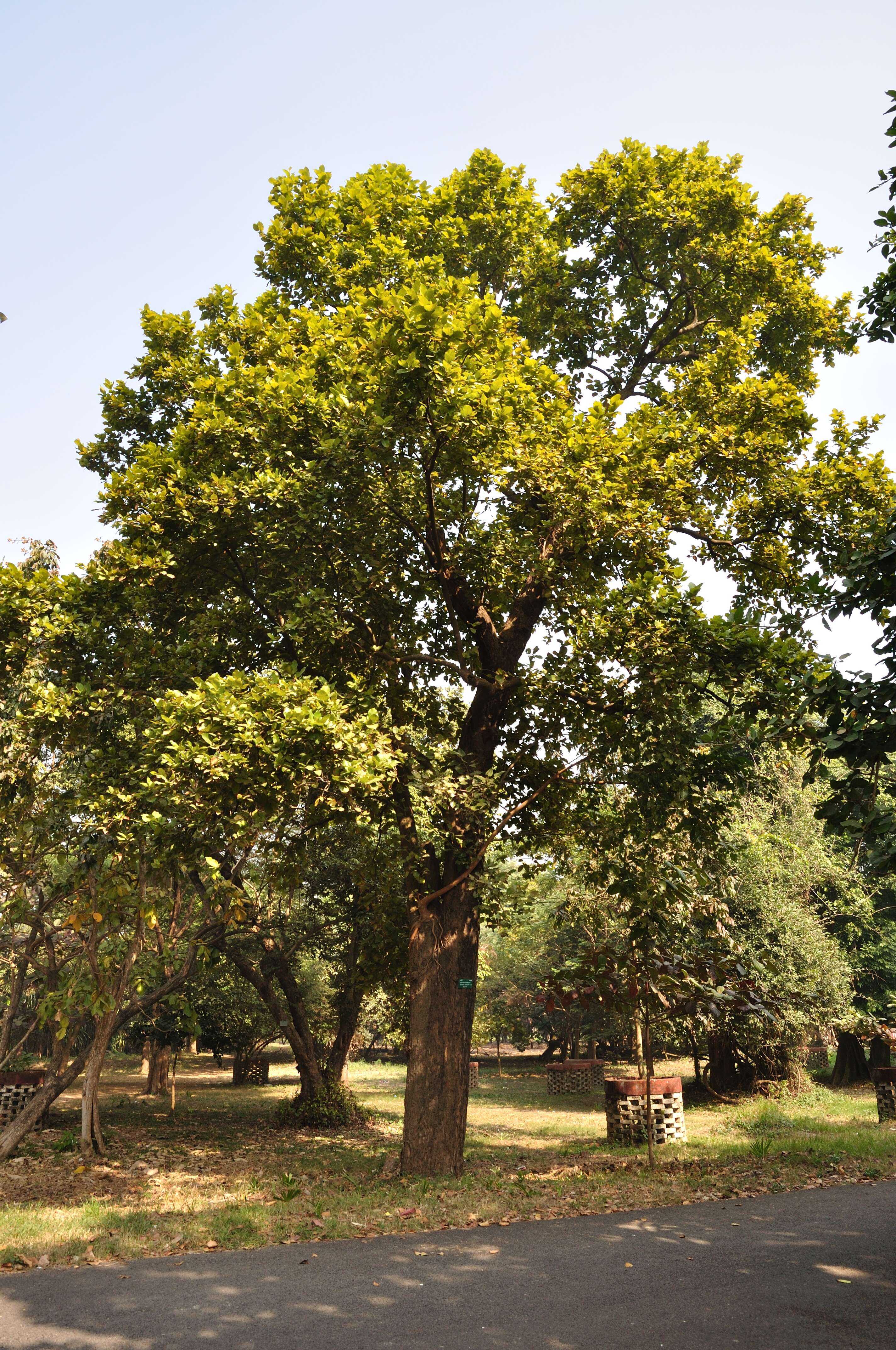 Imagem de Shorea robusta Gaertn.