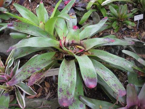 Image of Neoregelia correia-araujoi E. Pereira & I. A. Penna