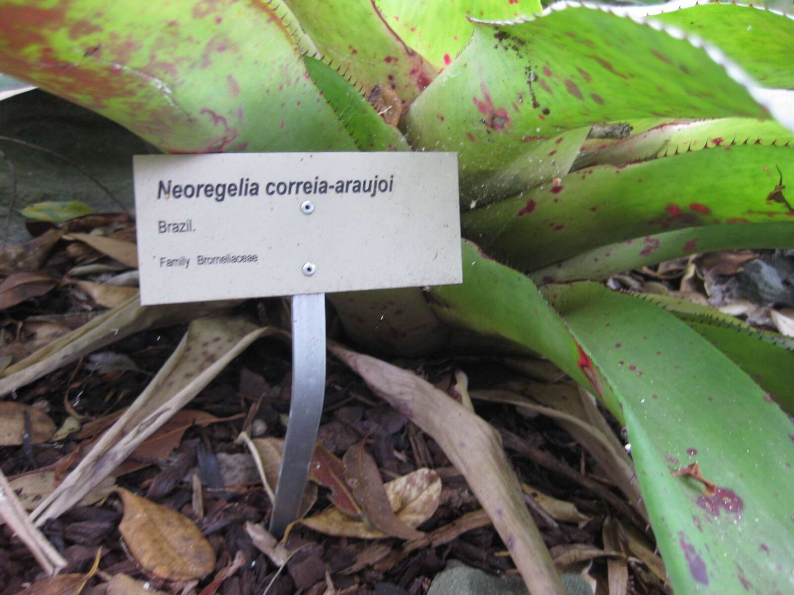 Image of Neoregelia correia-araujoi E. Pereira & I. A. Penna