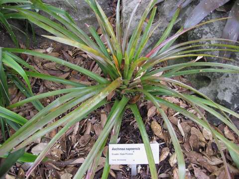 Image of Aechmea napoensis L. B. Sm. & M. A. Spencer