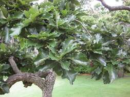 Imagem de Quercus bicolor Willd.