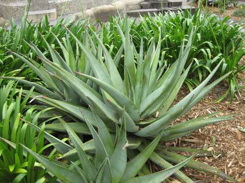 Aloe nyeriensis Christian & I. Verd. resmi