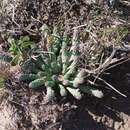 Image of Euphorbia inermis Mill.